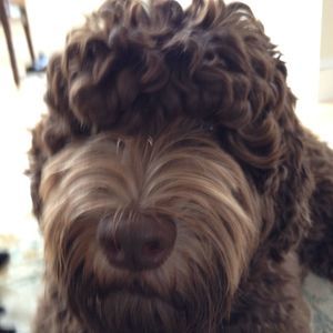 Meet your Posher, Arlene